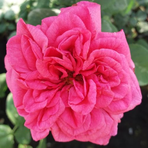 Vendita, rose rose climber - rosa - Rosa Titian™ - rosa mediamente profumata - Francis Lewis Riethmuller - ,-